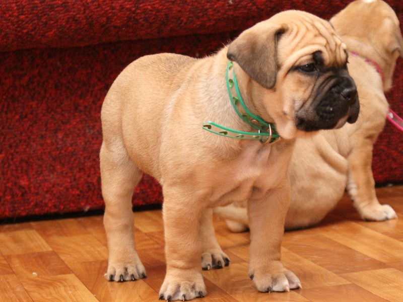 גורי קה דה בו מכמה מהנציגים הטובים ביותר של הגזע גזע כלבים קה דה בו