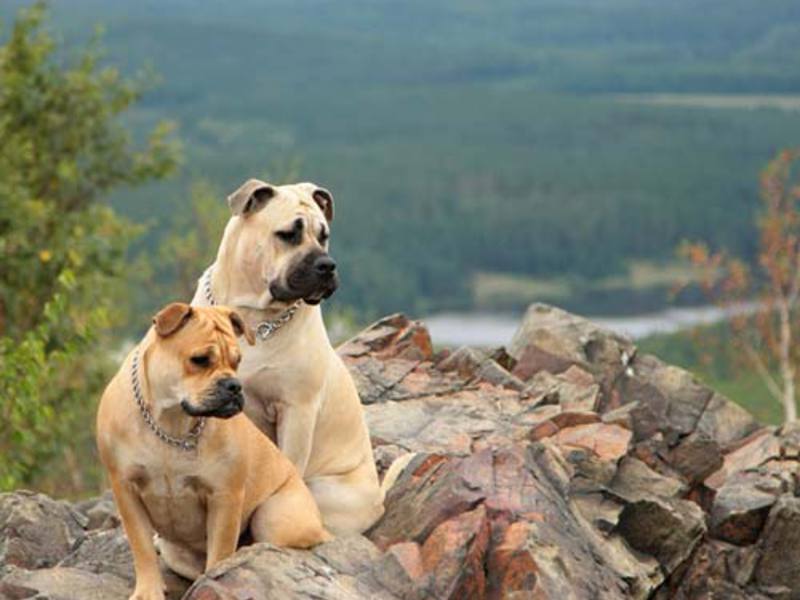 תיאור גזע הכלבים קדבו תיאור גזע הכלבים קדבו
