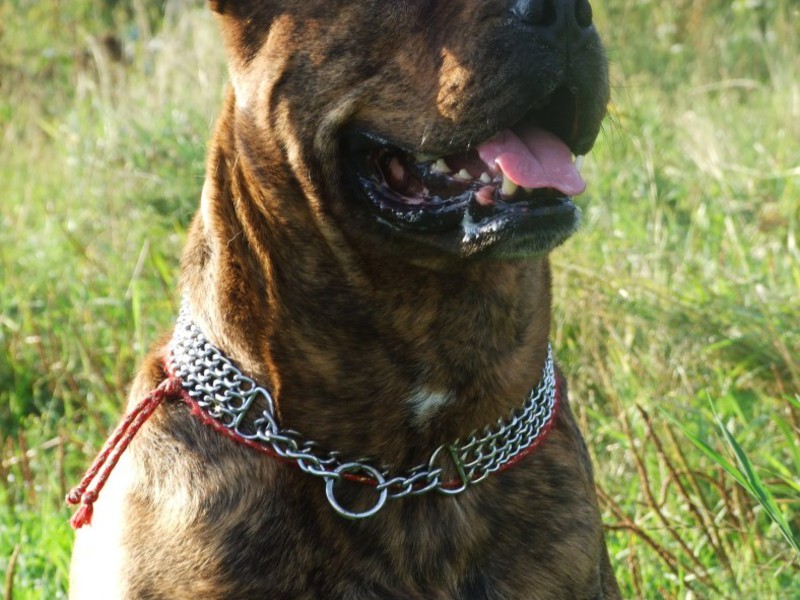 מראה גזע הכלבים קדבו גורי קה דה בו מכמה מהנציגים הטובים ביותר של הגזע