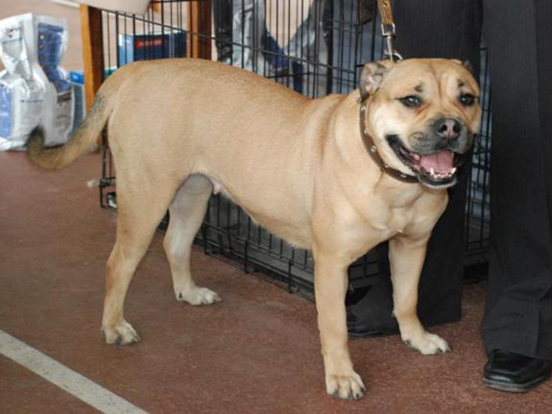 אילוף גורי קדבו גורים מגזע מיוחד