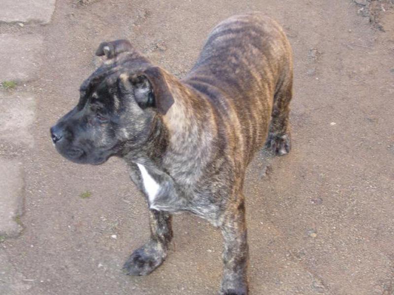 האכלת הקדבו איך נראה כלב קדבו?