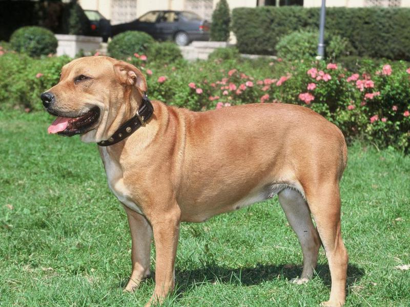 גזע כלבים קדבו גזע כלבים קה דה בו