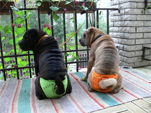 כמה זמן כלב נכנס ליחום ומאפייניו?