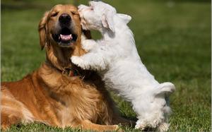 התנהגות של כלב בחום