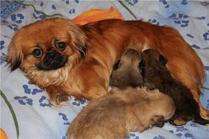 דמות פקינזית תיאור גזע הפקינז