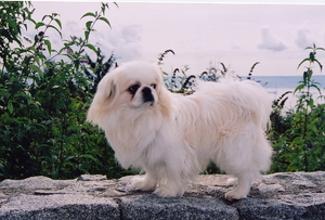 איך להאכיל פקינז כלבי פקינז קטנים