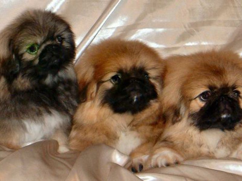 כלבי פייק-וולף גידול פקינז