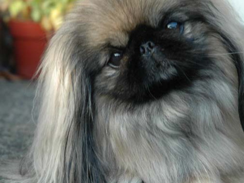 גזע הכלבים פקינז נחשב מלכותי. כלבי פקינז