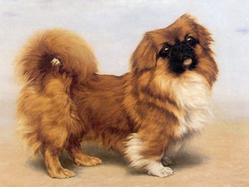 מה להאכיל כלבי פקינז האכלת הפקינז