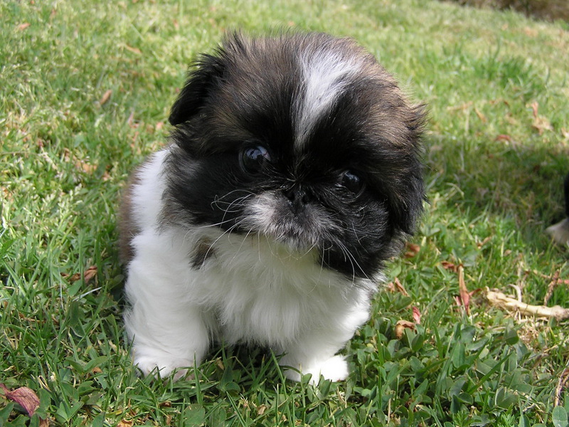 צביעה של פקינז מאפייני גזע פקינז