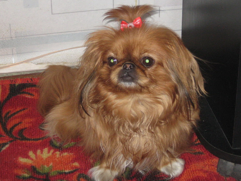 מאפייני פקינז גזע כלבים פקינז