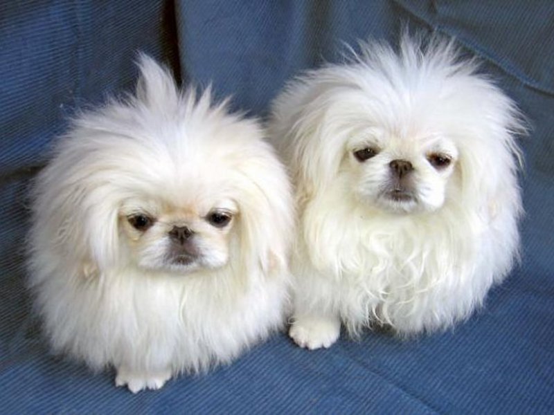 כלבי פייק-וולף כלבים מגזעים קטנים