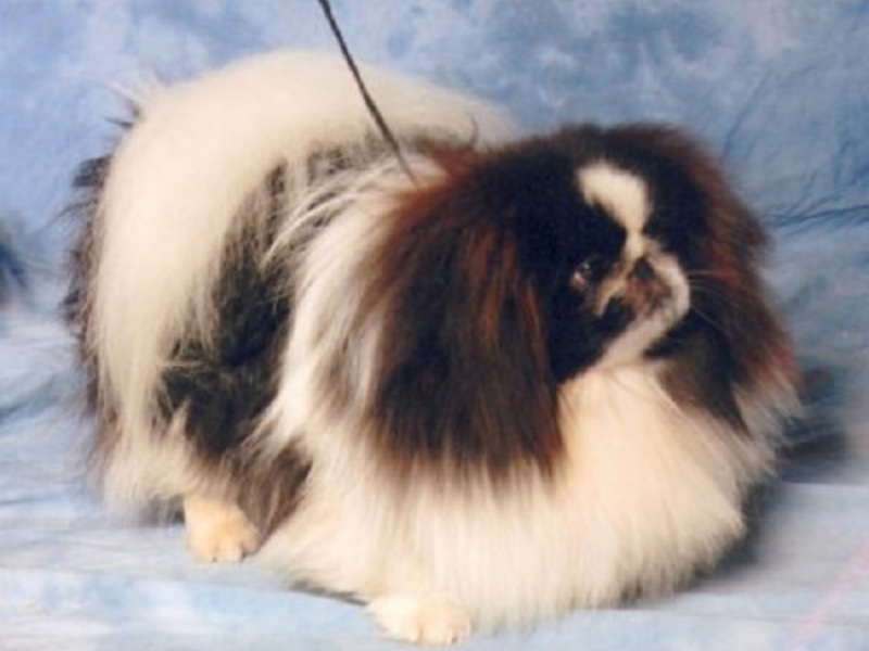 האכלת פקינז איך לטפל בפקינז