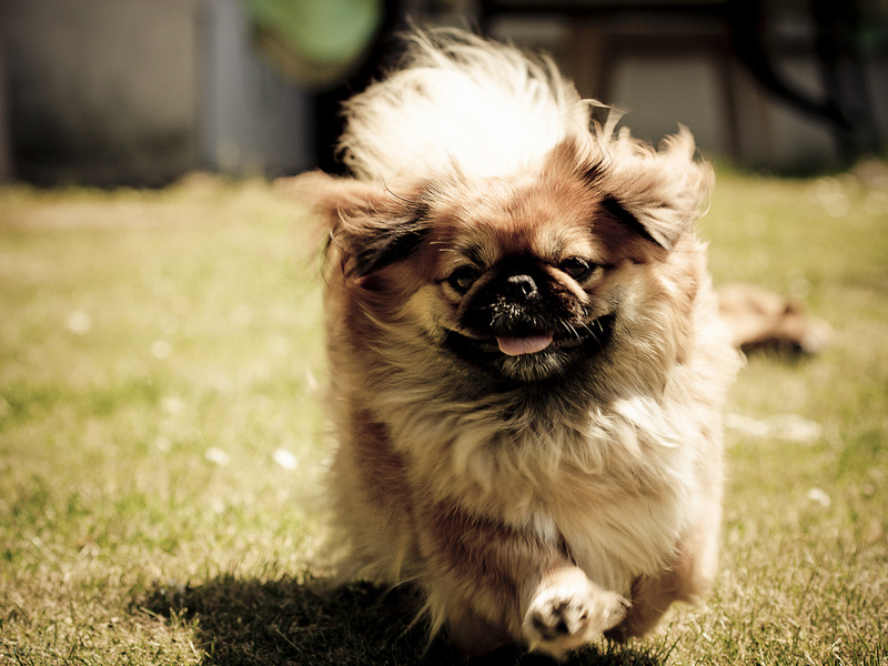 כלב פקינז כלבי פקינז