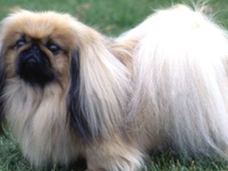 גור פקינז גורי פקינז