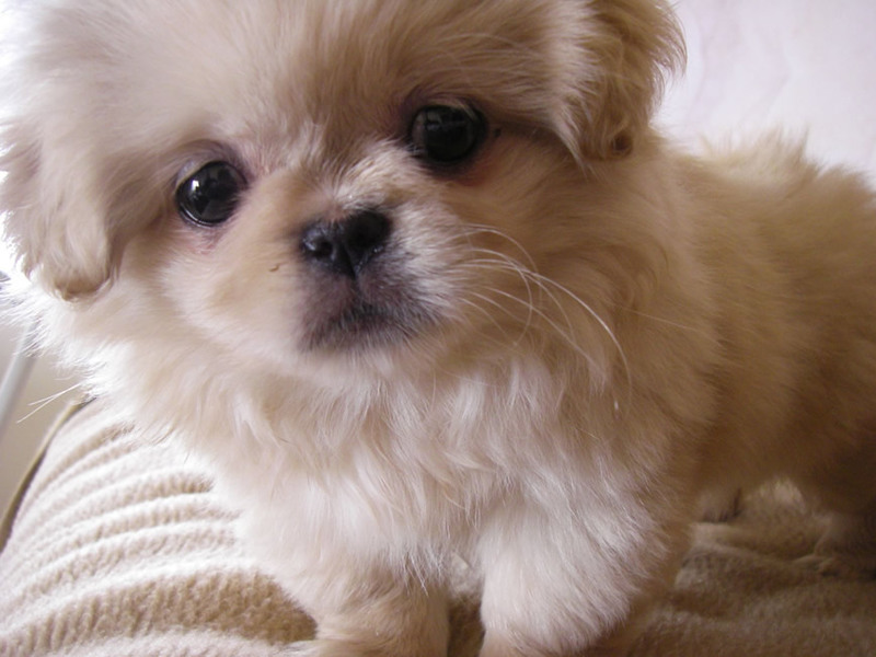 תיאור של גורי פקינז תיאור גזעי כלבים