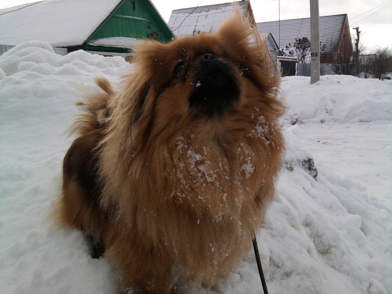 גזע הכלבים פקינז נחשב מלכותי. האכלת הפקינז