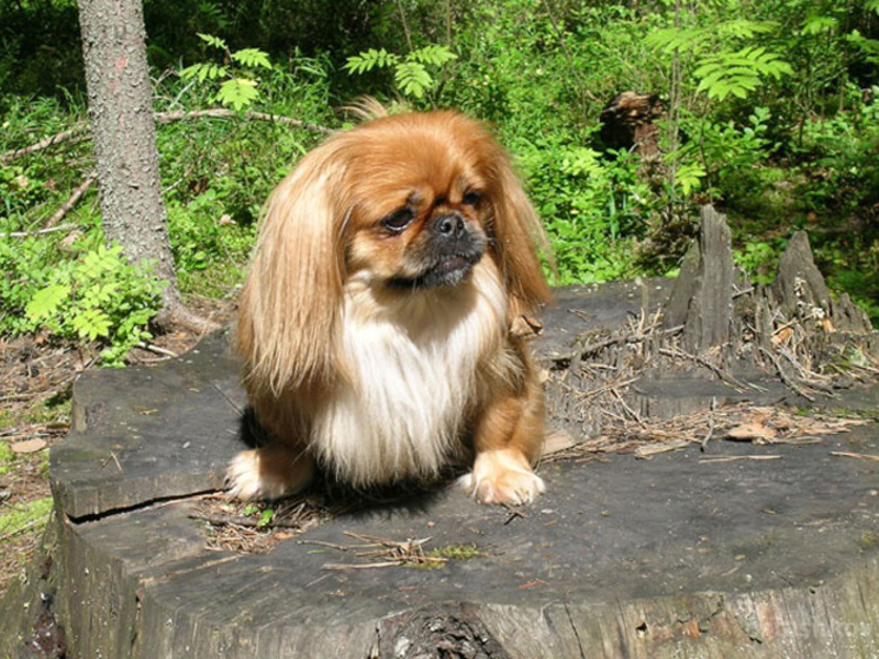 גורי פקינז וטיפול בהם טיפול בפקינז קטן