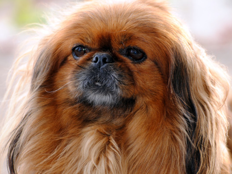 תיאור של גורי פקינז תיאור של הפקינז