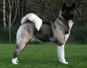 אקיטה אנו אינטליגנציה כלב אקיטה אנו חכם