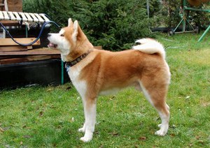 איך מתנהג כלב? התנהגות כלב אקיטה אנו