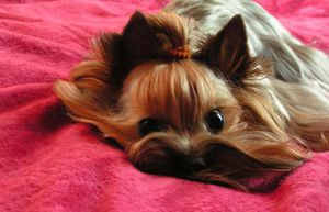 תספורות יורקשייר טרייר - סוגים ותמונות של יורקשייר טרייר נקבות