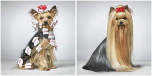 יורקשייר יכולות להיות תסרוקות שונות מאוד.