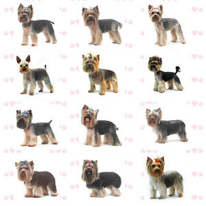 תספורות יורקשייר - המון אפשרויות!