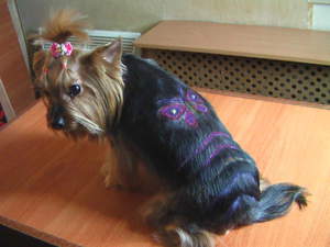 תספורת יורקשייר בסגנון קוריאני היא פתרון מעניין.