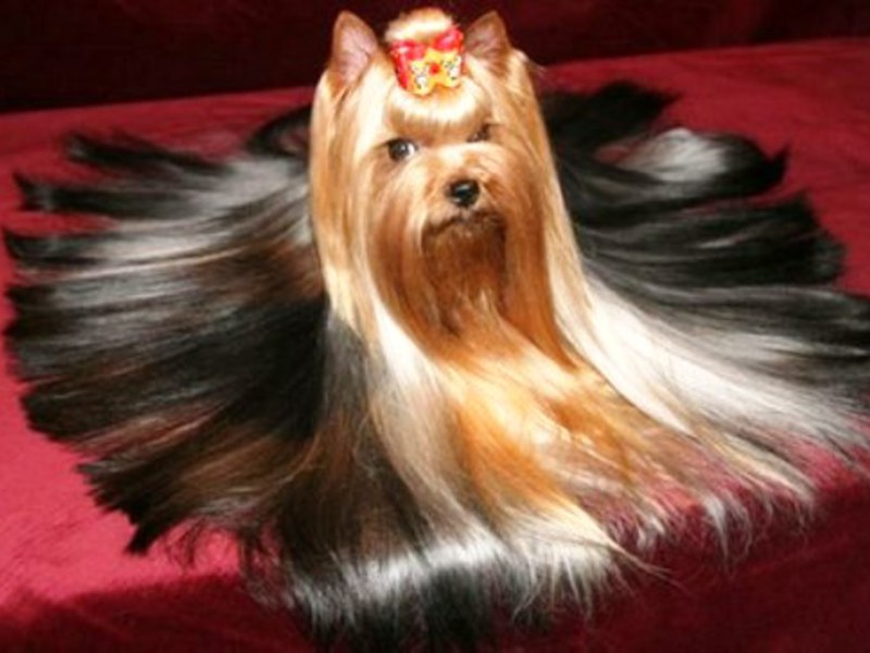 תספורות יורקשייר טרייר - הדמיון אינו יודע גבולות