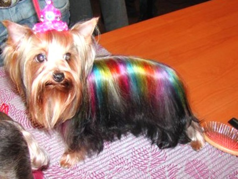 תספורות לכלבות יורקשייר מתבצעות על ידי אנשי מקצוע בבית או במספרות מיוחדות.