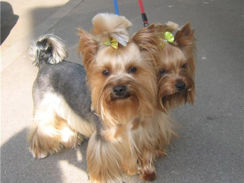 אפשרויות תספורת לכלבת יורקשייר - כלבים יפים.