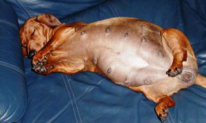 לכלבה שלי יש הריון מדומה - מה לעשות ואיך לטפל בזה?