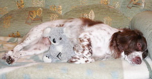 הריון כוזב אצל כלבים מתרחש אם הכלבה לא מגודלת בזמן.