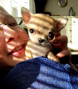 טודי הוא בעל שיא, הוא התגלה ככלב הקטן ביותר בעולם.