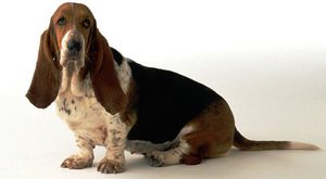 גידול גורי באסט האונד ותמונות של באסט האונד