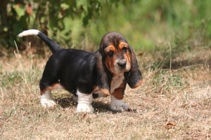 גור באסט האונד בטיול - תמונה גור באסט האונד - החיצוניות הנכונה