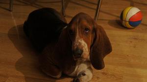 כלב באסט צעיר נח בבית. כלב באסט צעיר - תמונה של כלב