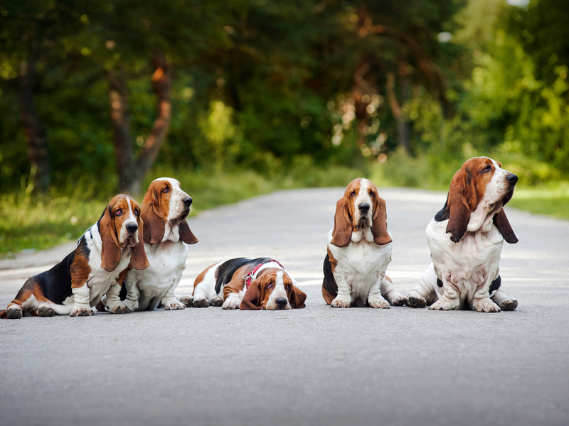 כלבי באסט על הכביש לאחר ציד כלבי באסט הם כלבי ציד.