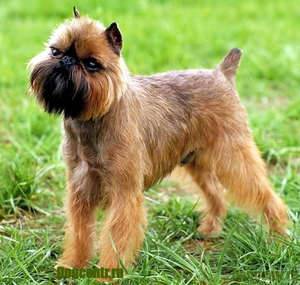 מאפייני כלבי גריפון: תמונות של הגזע הבלגי