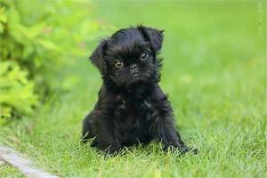 כלב הגריפון הוא גזע דקורטיבי יפהפה.