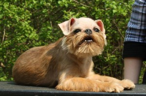 כלבי גריפון - גזעים דקורטיביים ומאפייניהם