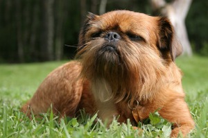 גריפון בוגר על הדשא - תמונה של כלב. גריפון בוגרים הם כלבים יפים.