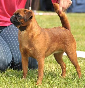גריפון בתערוכה - כלבים דקורטיביים. כלבי גריפון בתערוכה של גזעים דקורטיביים.