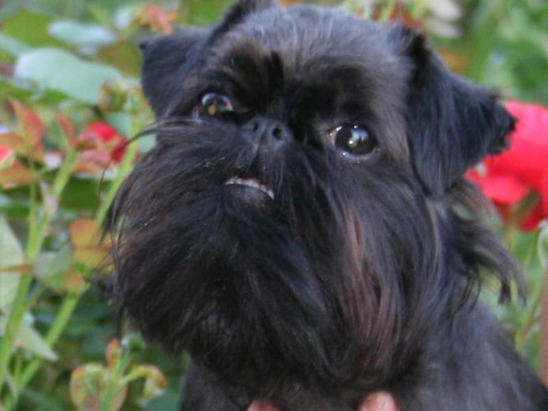 גריפון צעיר התמונה מראה את גריפין, כלב צעיר.