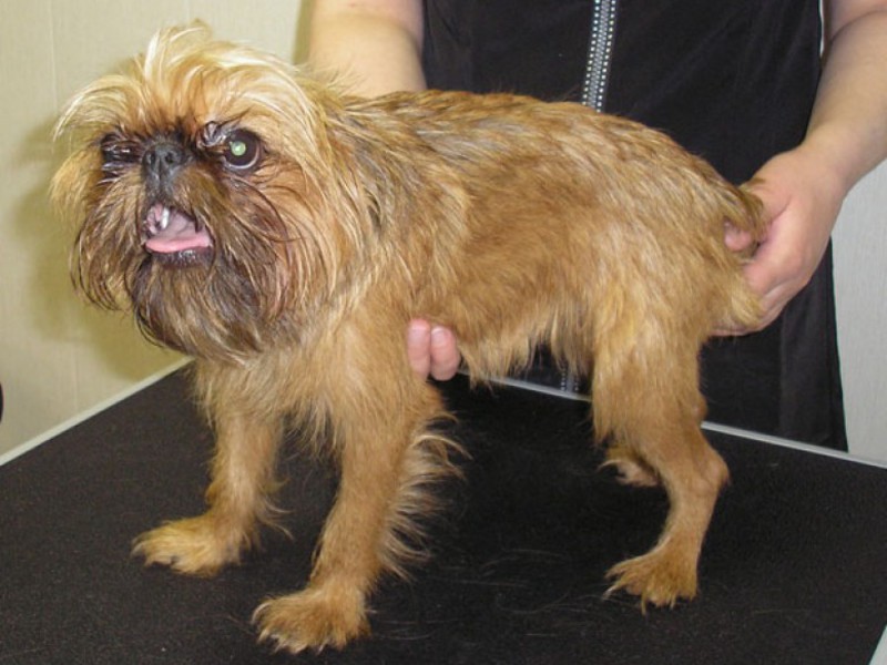 גריפון אחרי אמבטיה - תמונה של הכלב כלב גריפון בבית אחרי רחצה