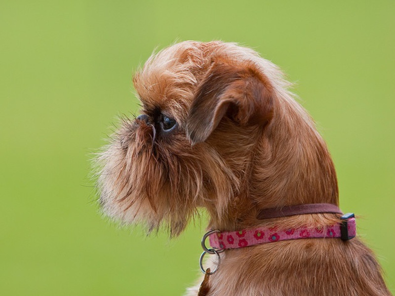 תמונה מקרוב של גריפין תמונה של גריפון - דיוקן של כלב מצחיק