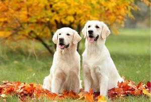 דמות כלב איך לטפל כראוי ברטריבר