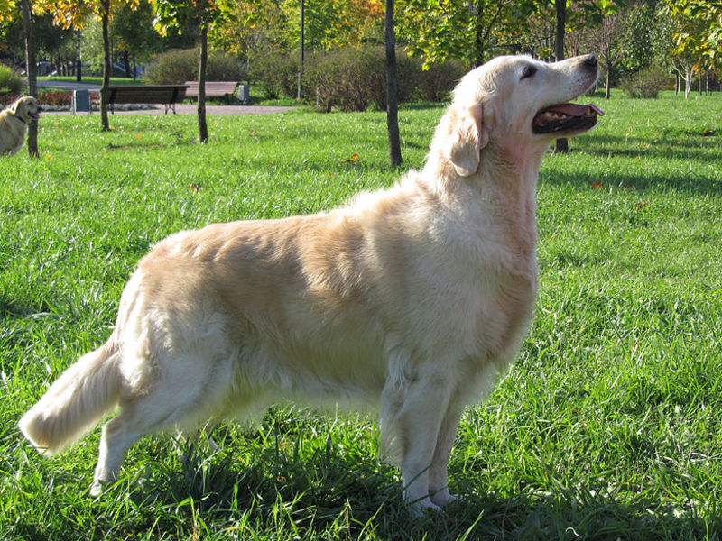 גורי גולדן רטריבר ההרגלים והאופי של הרטריבר