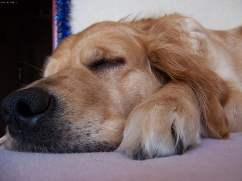 גור גולדן רטריבר תיאור גזע גולדן רטריבר